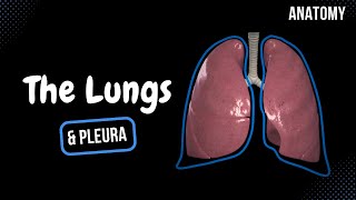 Lungs Function Parts Pleura amp Recesses  Anatomy [upl. by Erlandson6]