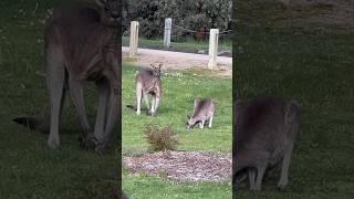 peaceful kangaroo field  kangaroo wildlife cuteanimals animals baby kangaroobaby [upl. by Akirej]