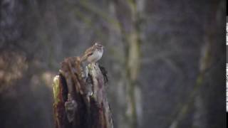 Woodlark Skipwith Common Yorkshire [upl. by Krawczyk]