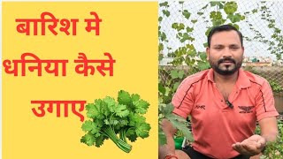 बारिश में धनिया कैसे उगाए  HOW TO GROW CORIANDER IN RAINY SEASON [upl. by Chemush]