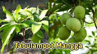 Cara Menanam Mangga Di Pot  Planter Bag Agar Cepat Berbuah  Tabulampot Mangga [upl. by Lincoln]