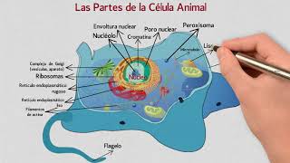 Las Partes de la Célula Animal  Núcleo Citoplasma Membrana [upl. by Finstad]