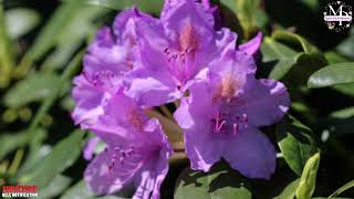 Rhododendron flower [upl. by Yssirc]