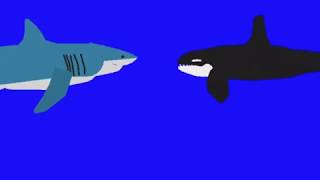 Orca Vs Great White Shark [upl. by Idas]