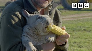 Feeding a farting wombat  BBC [upl. by Kirst]