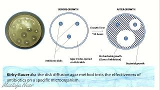 Disk Diffusion Methods Kirby Bauer test [upl. by Atterbury408]