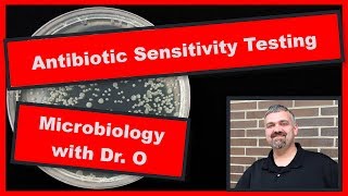 Kirby Bauer Antibiotic Testing Method Microbiology [upl. by Eiuol835]