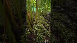 Elakka cardamom harvesting at munnar Kerala💚 kerala cardamom munnar [upl. by Anoel]