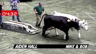 Big E Oxen Pull 2500 Class NEW [upl. by Trebla]