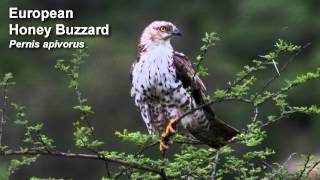 Buzzard  European Honey Buzzard  Bird Call Birdsong [upl. by Zoie486]