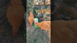 16WeekOld Chickens Stealing Chick Starter chickens [upl. by Cati]