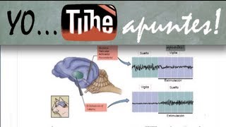 Fisiología del sistema nervioso Sueño EEG [upl. by Asiole256]