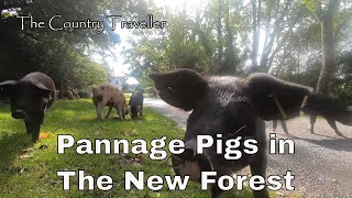 The New Forest Pannaging Pigs [upl. by Enad365]