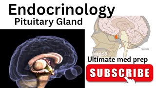 Pituitary Gland  physiology  growth hormone  Prolactin hormone medicalstudies ultimate med prep [upl. by Virgie]