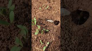 VUELO de HORMIGAS Messor barbarus en la huerta de Sueca Valencia  🐜 INSECTOS  Shorts [upl. by Lonee]