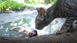 【子捨て猫】置き去りにして猫流の口減らし【ドキュメンタリー】【閲覧注意】 [upl. by Binni]