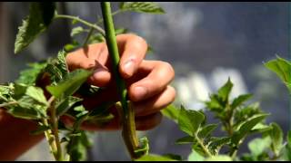 Tomato Potato Graft [upl. by Konrad]