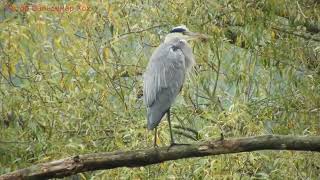 Graureiher im Herbst [upl. by Ivgnout]