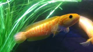 asiatica red spot golden xhantic [upl. by Eilac486]