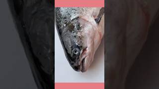 Premium Atlantic salmon fish full butchery skills how to fillet salmon professionally A to Z [upl. by Dumas772]