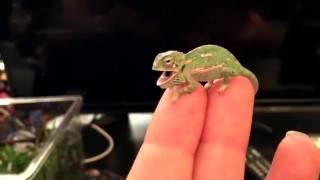 BABY CHAMELEON Changes Color Pattern 1 DAY OLD [upl. by Madelon]