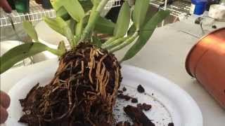 Cattleya Orchid Care Tips on How to repot a Large Unruly Cattleya Orchid with lots of Roots [upl. by Arted]