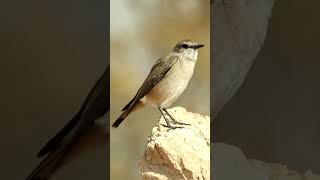 Isabelline Wheatear Oenanthe isabellina😍🖤 [upl. by Cathryn]