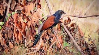 เสียงต่อนกกะปูด เสียงนกกด Crow pheasants sound [upl. by Eilagam]