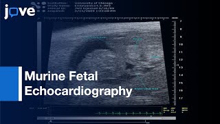 Murine Fetal Echocardiography  Protocol Preview [upl. by Irving359]