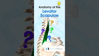 Levator Scapulae physicaltherapy physiotherapy anatomy levatorscapulae muscle [upl. by Aydne]