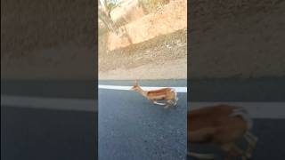 Baby Deer is asking for help 🦌 animals deer arundxbvlog [upl. by Stine301]