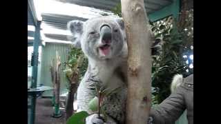 Koala bear eating eucalyptus branches and leaves  super cute [upl. by Prudie195]