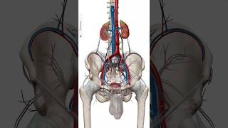 Male pelvic cavity and both kidney shortsvideo [upl. by Jelks]