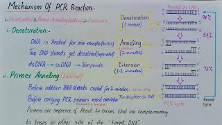 Polymerase chain reaction  PCR  class 12 [upl. by Zorina]