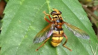 Volucella zonaria la volucelle zonée est une espèce de la famille des syrphidés filmée en bretagne [upl. by Berriman]