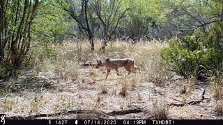 Warthog and Images from South Texas [upl. by Frankie517]