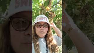 GRAPES MINI FARM amazing fruit grape travel sicily alcamo italy [upl. by Ainesey]