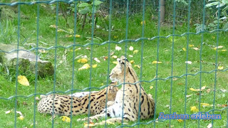 AACHENER TIERPARK 50 JAHRE AACHENER TIERPARK TIERE IN KNACKIGEN FULL HD GEFILMT 4K IN FULL HD [upl. by Os]