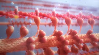 Cardiac Contractility Modulation  Mode of Action English [upl. by Libys257]