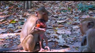 Why does the monkey master not allow the baby monkey to play with other monkeys [upl. by Bing698]