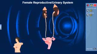 Female Reproductive and Urinary System [upl. by Ahsemit]