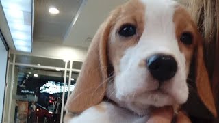 Window shopping with Ziggy The Beagle beaglepuppy dog [upl. by Skardol]