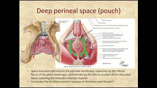 superficial and deep perineal pouches or spaces [upl. by Eanaj]