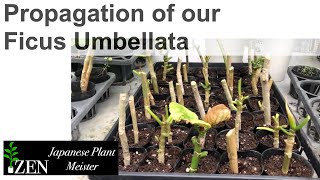 Propagation of our Ficus Umbellata by Japanese Plant Meister [upl. by Jody839]