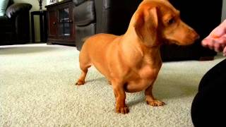 Mini Dachshund Tricks  Gracie the Dachshund [upl. by Ayotan]