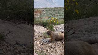 Prairie dogs living in 11000ft high land prairiedogs [upl. by Ttennaj]