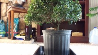 Bonsai Brush Cherry [upl. by Cogn]