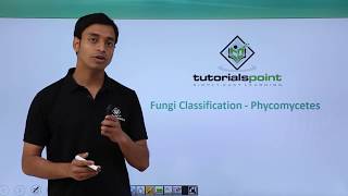 Class 11th – Fungi Classification – Phycomycetes  Biological Classification  Tutorials Point [upl. by Ethan]