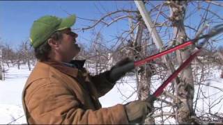 New England Apples  Pruning the Trees Part 1mov [upl. by Atsilac938]