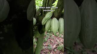 Black pods can be prevented on cacao plantationagriculture cacaoplantation blackpods farming [upl. by Rengia]